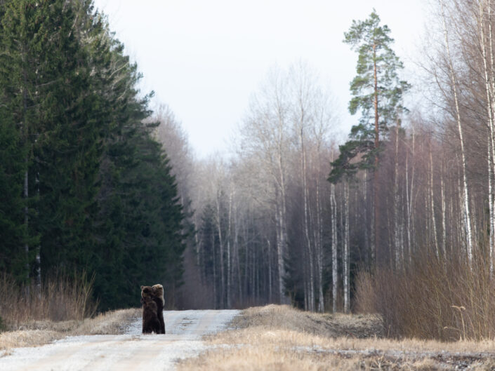 Pruunkaru karu Brown Bear bear watching in estonia karuvaatlus