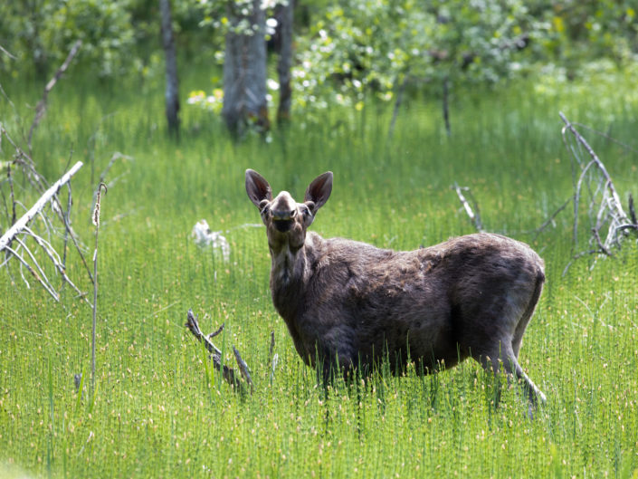 Põder Moose Elk Alce