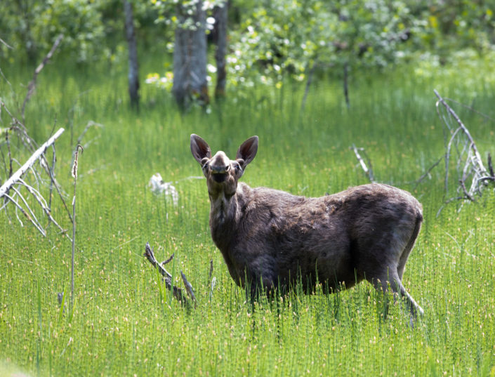 Põder Moose Elk Alce