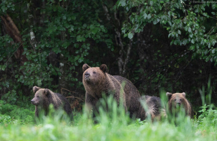 Brown Bear cubs with mother Brown Bear watching in Estonia karuvaatlus Eesti karuema