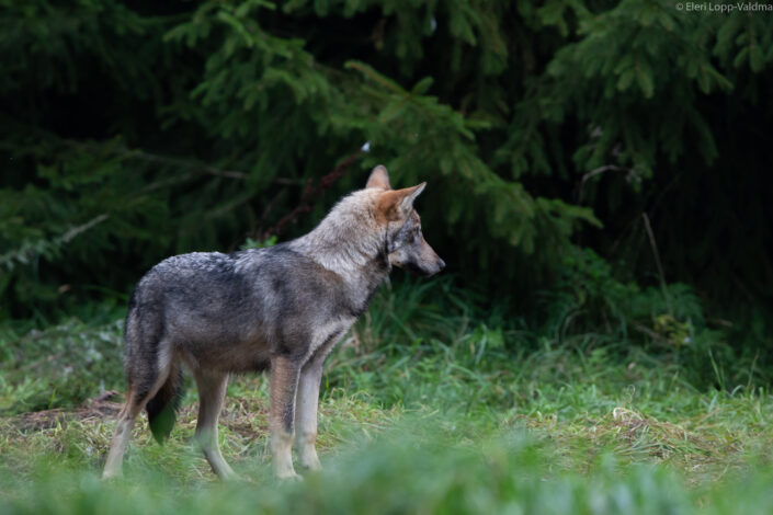 Hunt hundikutsikas hundivaatlus wolf wolf cub wolfwatching Estonia Eesti