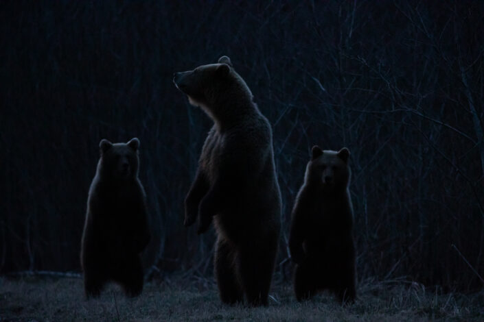 Brown Bear cubs with mother Brown Bear watching in Estonia karuvaatlus Eesti karuema