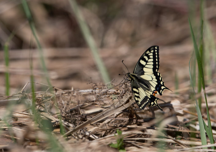 Pääsusaba Swallowtail butterfly