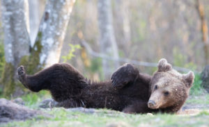 Karu poeg püherab Brown Bear cub