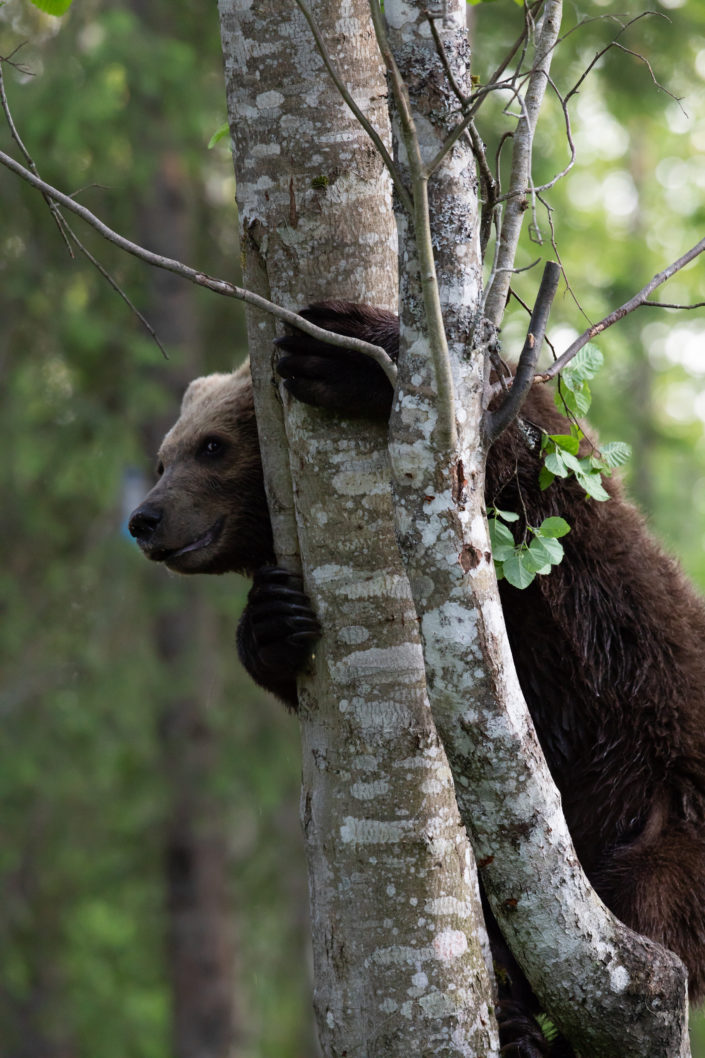 Brown Bear karu puu otsas