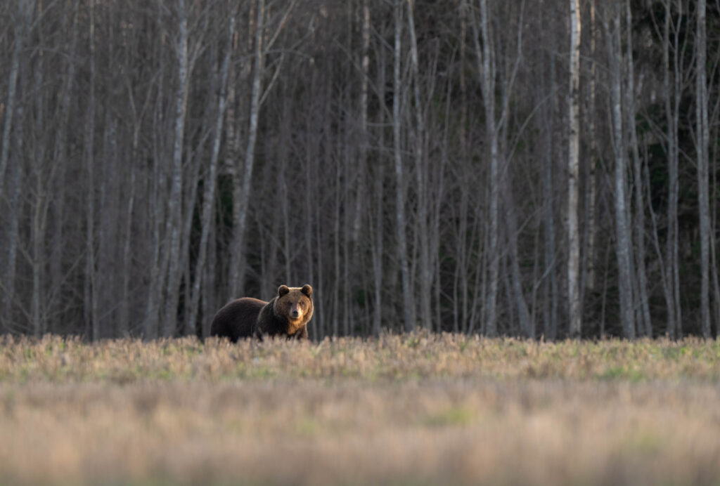 Brown Bears in Estonia Eesti karud