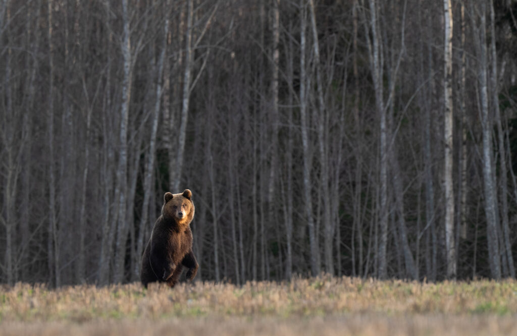 Brown Bears in  Estonia Eleri Lopp
