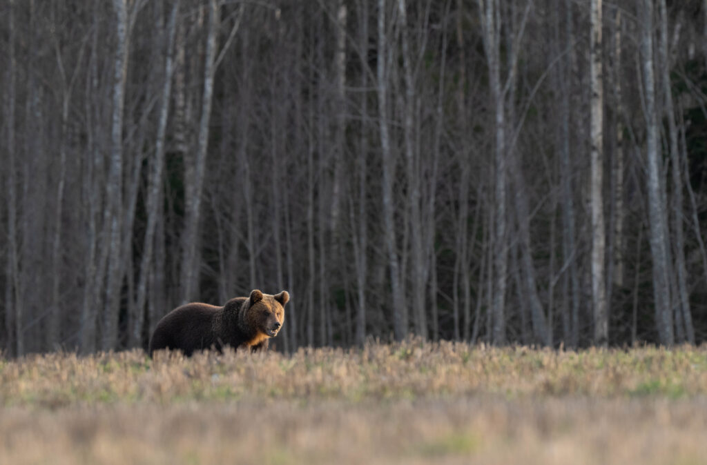 Brown Bears in Estonia Eleri Lopp