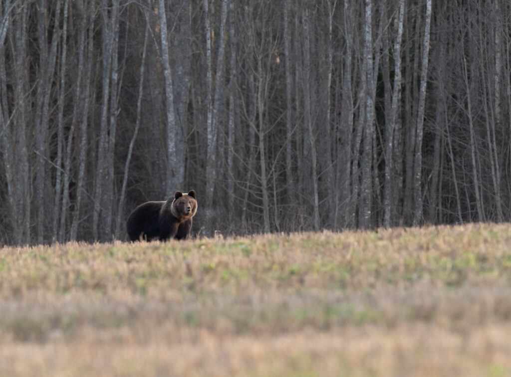 Brown Bears in Estonia Eleri Lopp